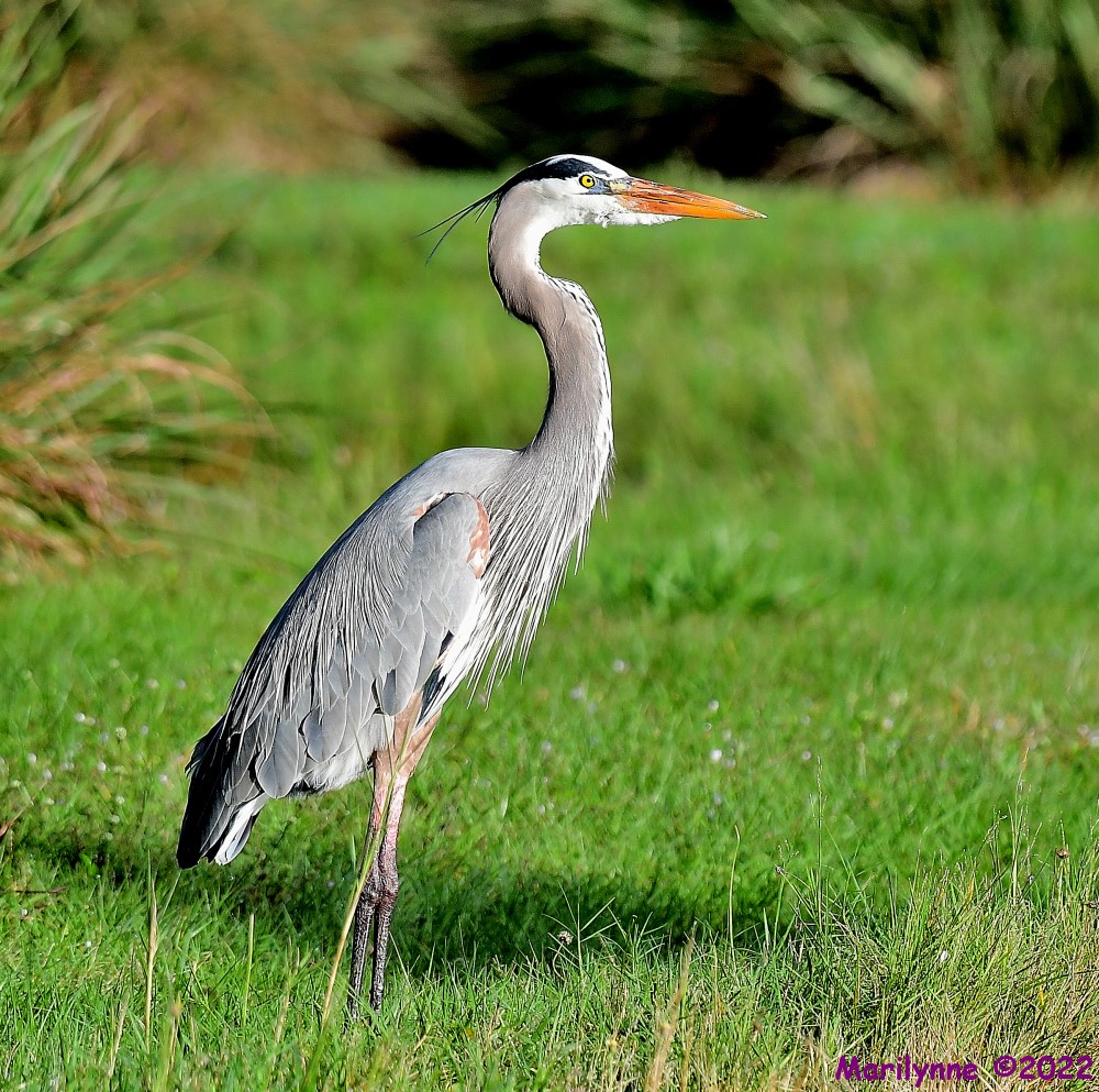 DSC_8147_001.JPG