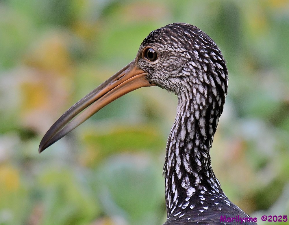 DSC_8147_001.JPG