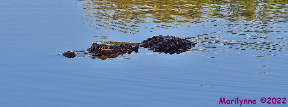 DSC_8149_001.JPG