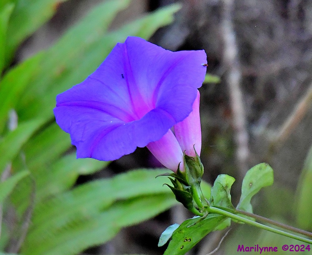 DSC_8149_001.JPG