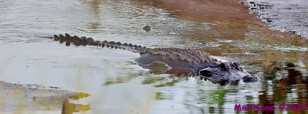 DSC_8150_stitch_001.JPG