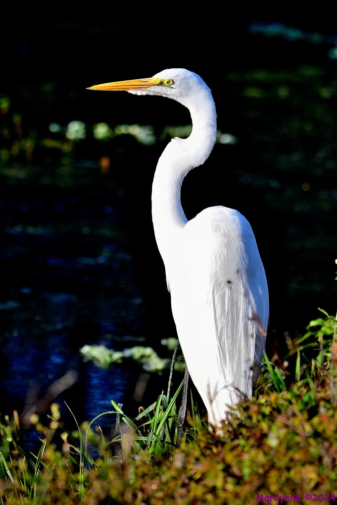 DSC_8151_001.JPG