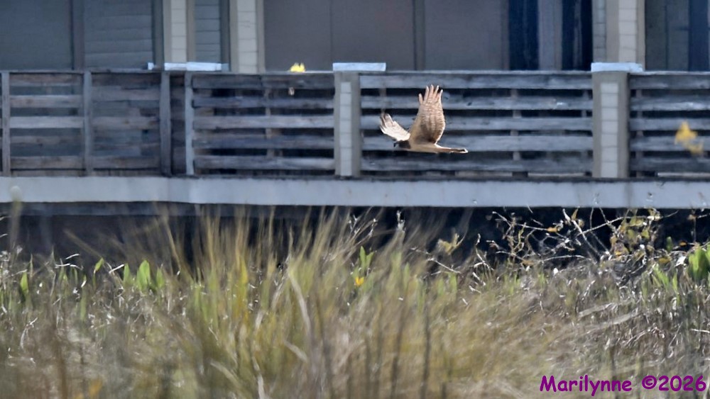 DSC_8152 copy_001.JPG