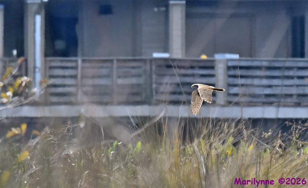 DSC_8153 copy_001.JPG