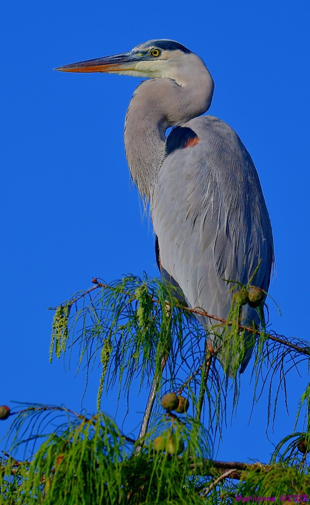 DSC_8153_001.JPG