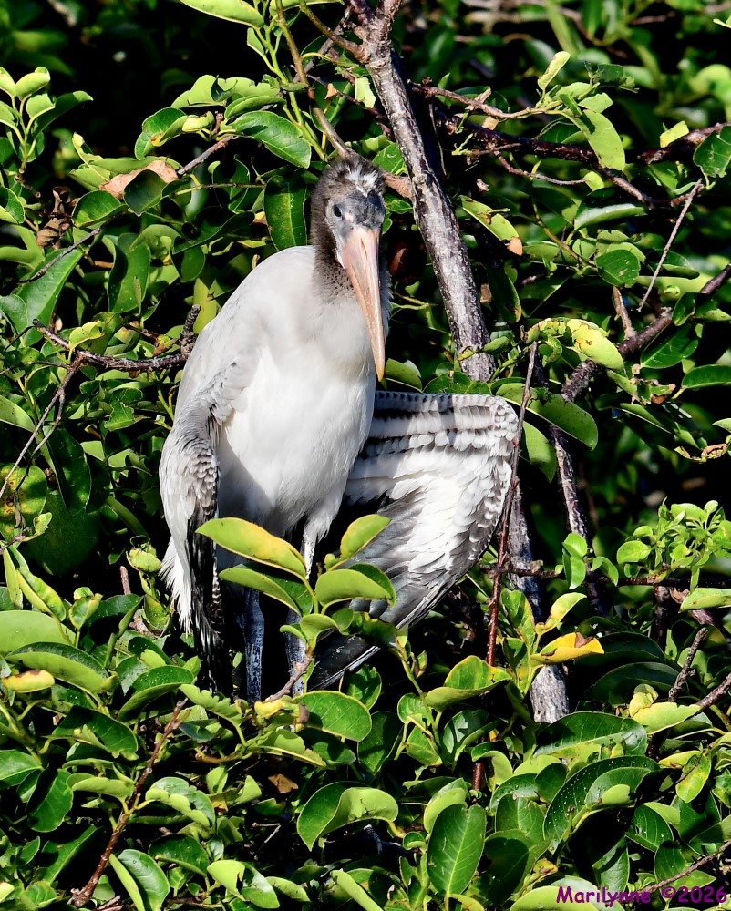 DSC_8153_001.JPG