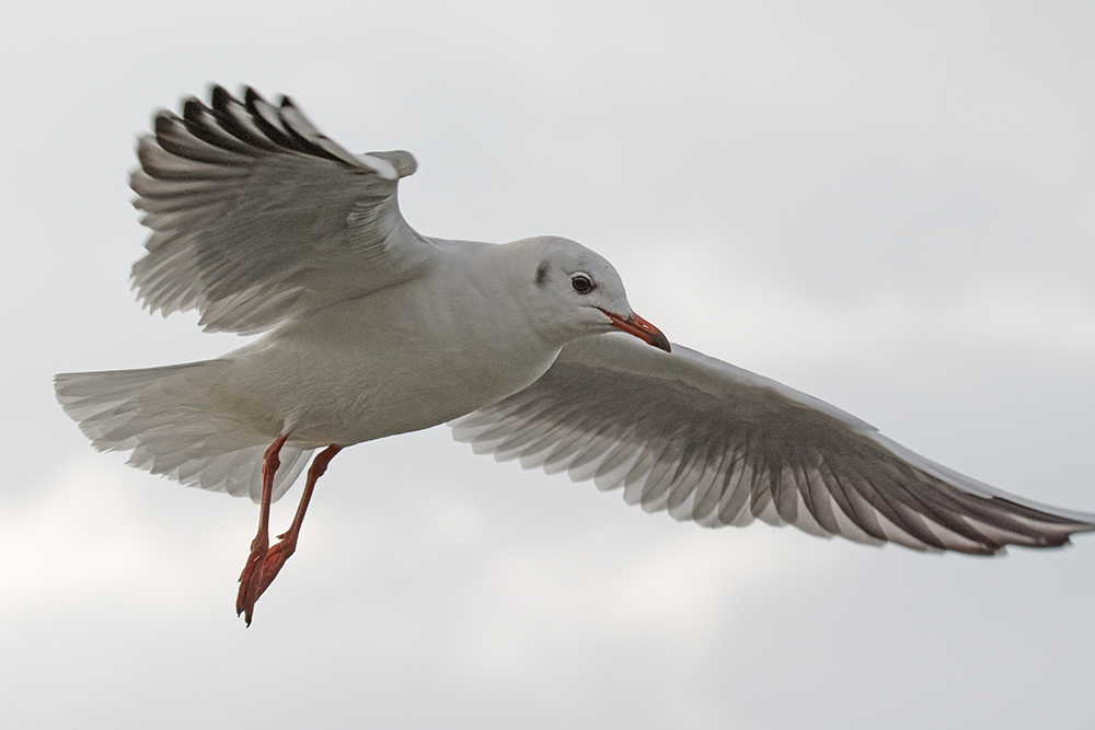 DSC_8154.jpg