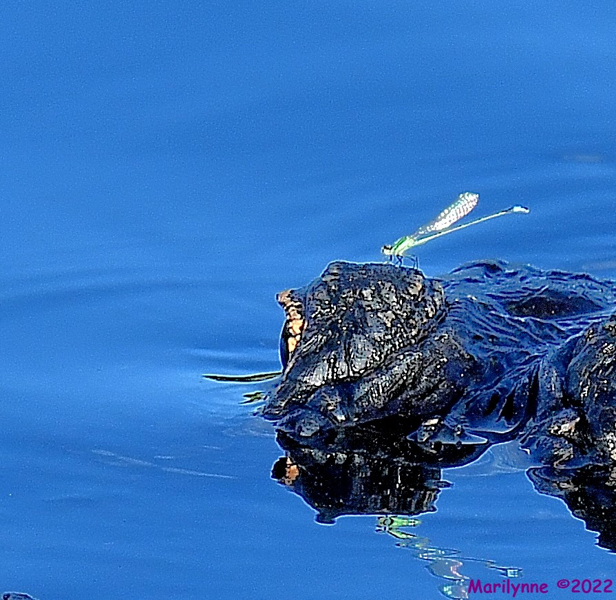 DSC_8154_001.JPG