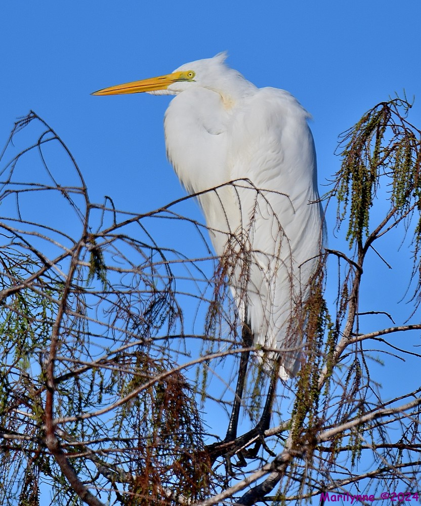 DSC_8156_001.JPG