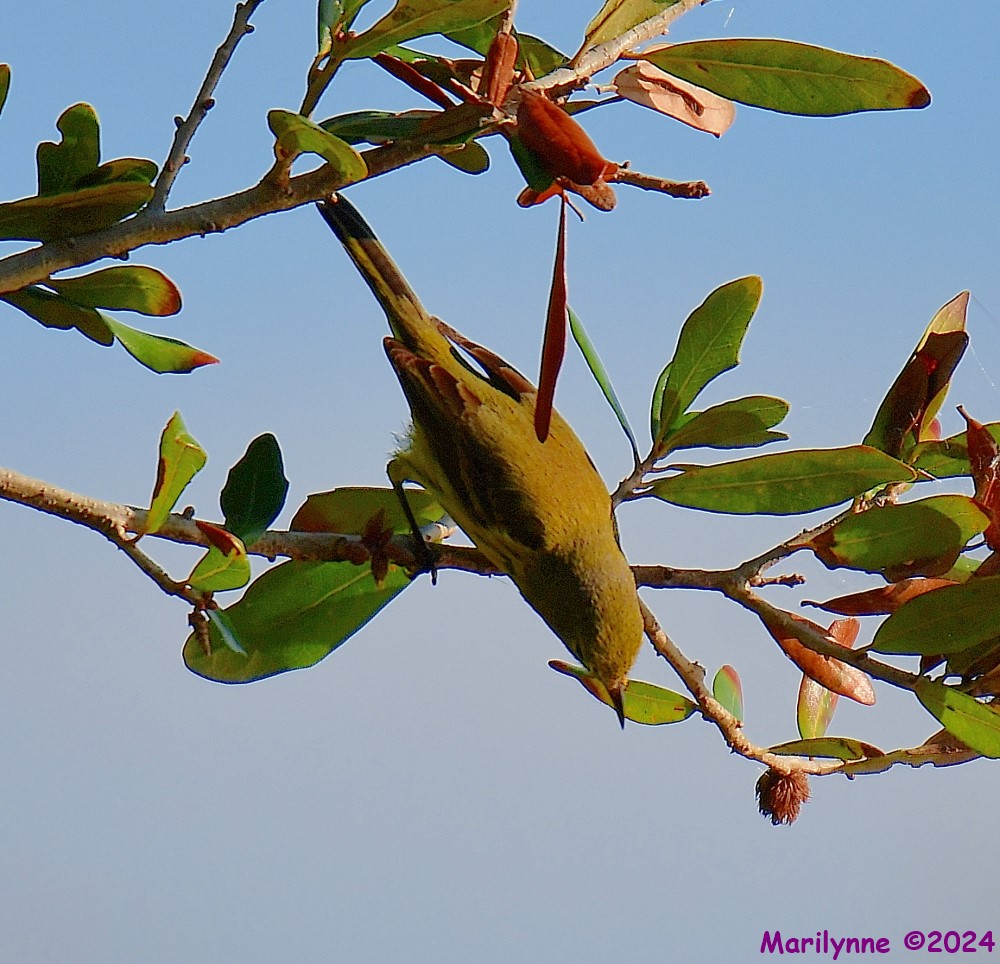 DSC_8158_001.JPG