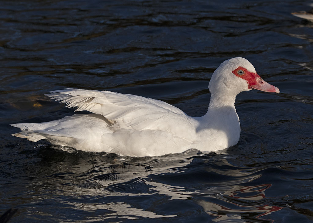 DSC_8159.jpg