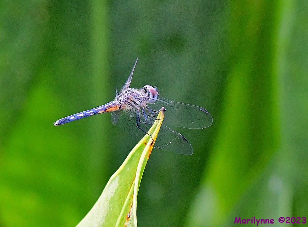 DSC_8159_001.JPG