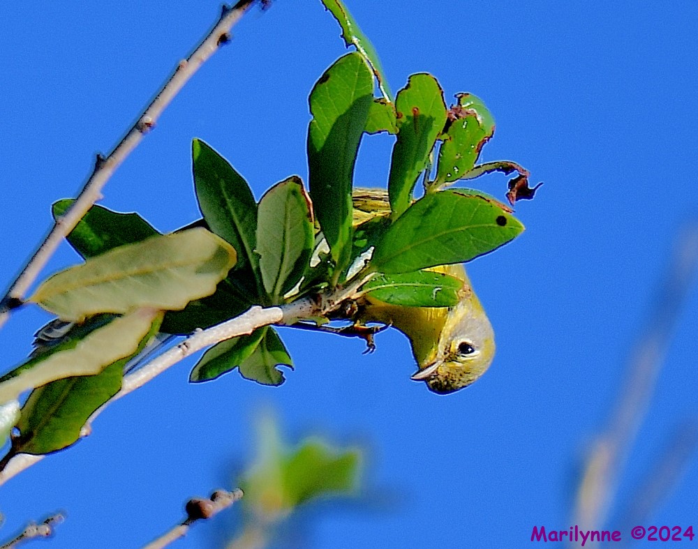 DSC_8161_001.JPG