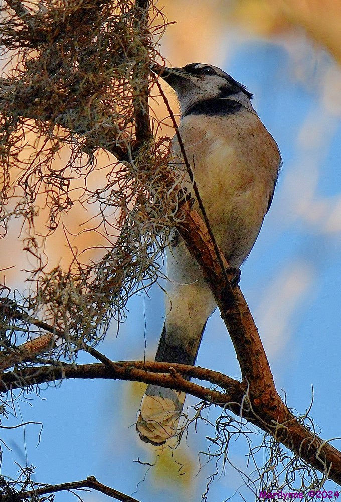 DSC_8162_001.JPG