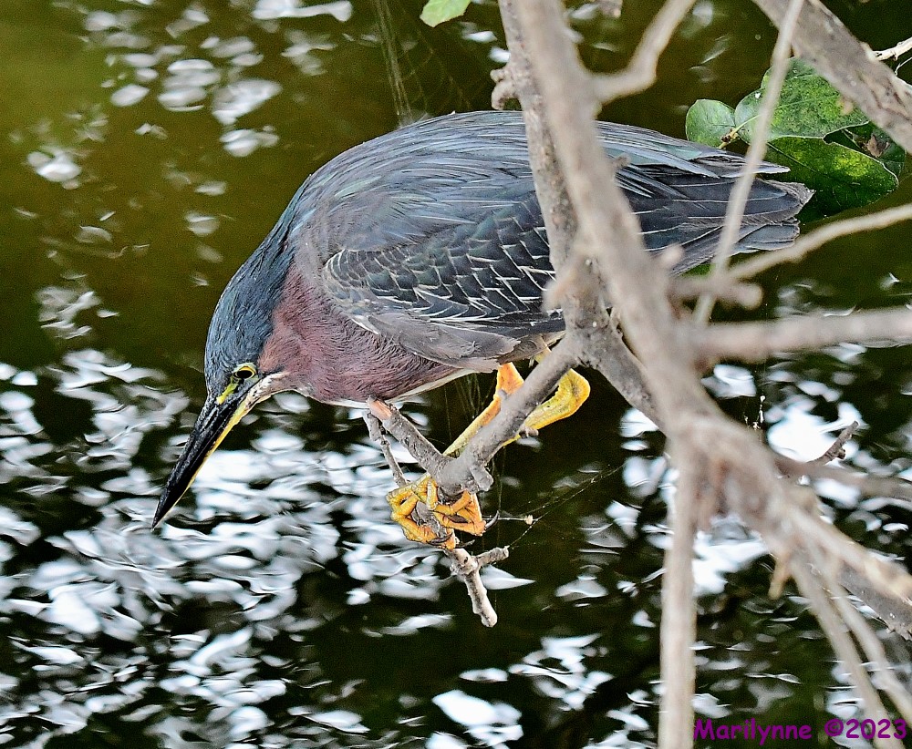 DSC_8166_001.JPG
