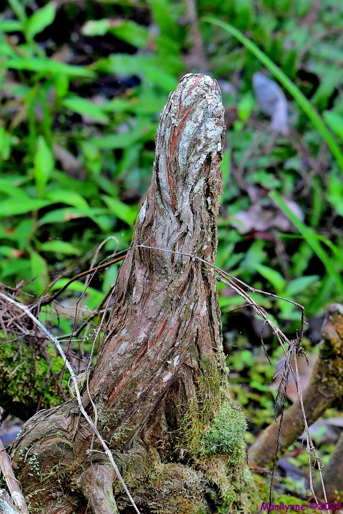 DSC_8167_001.JPG