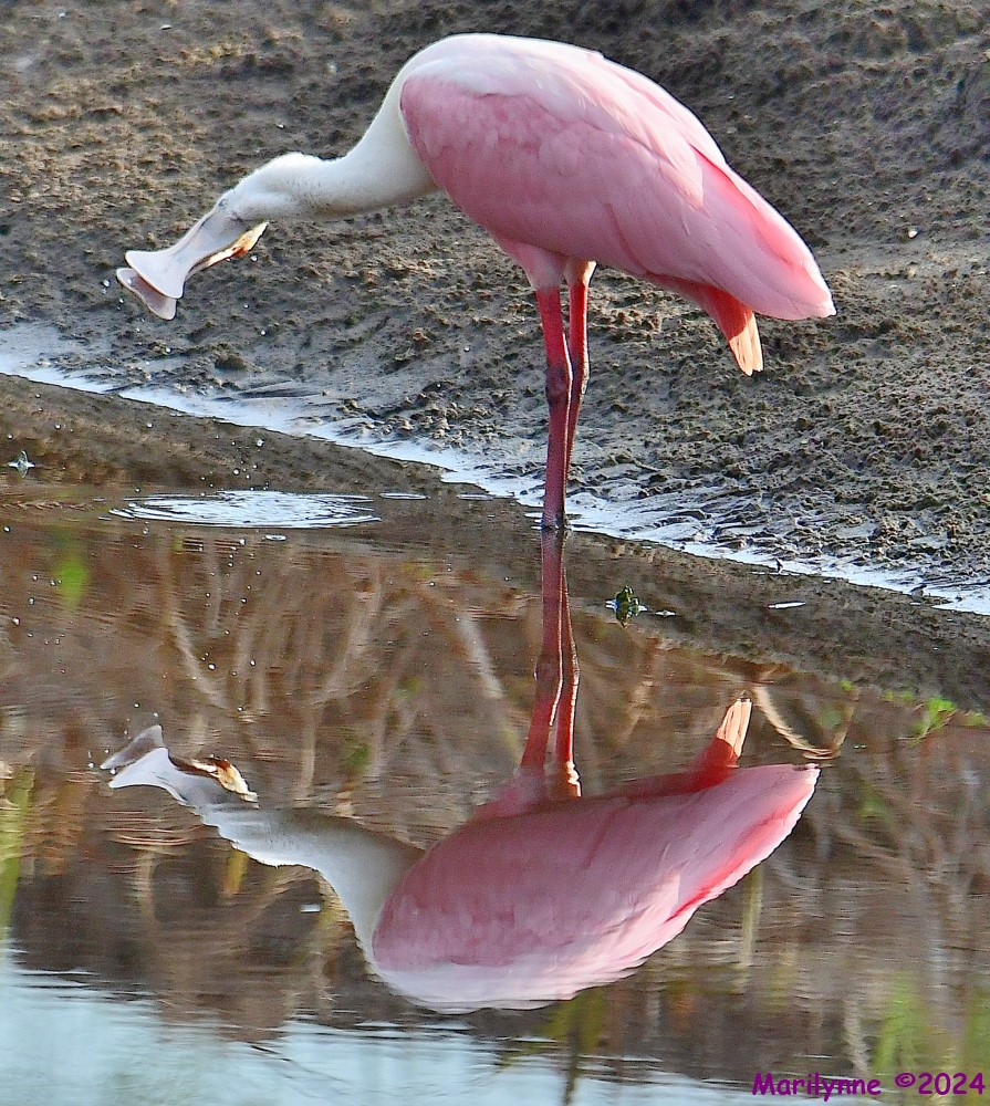 DSC_8167_001.JPG