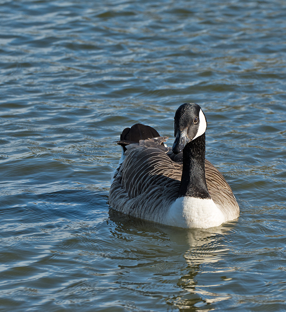 DSC_8168.jpg