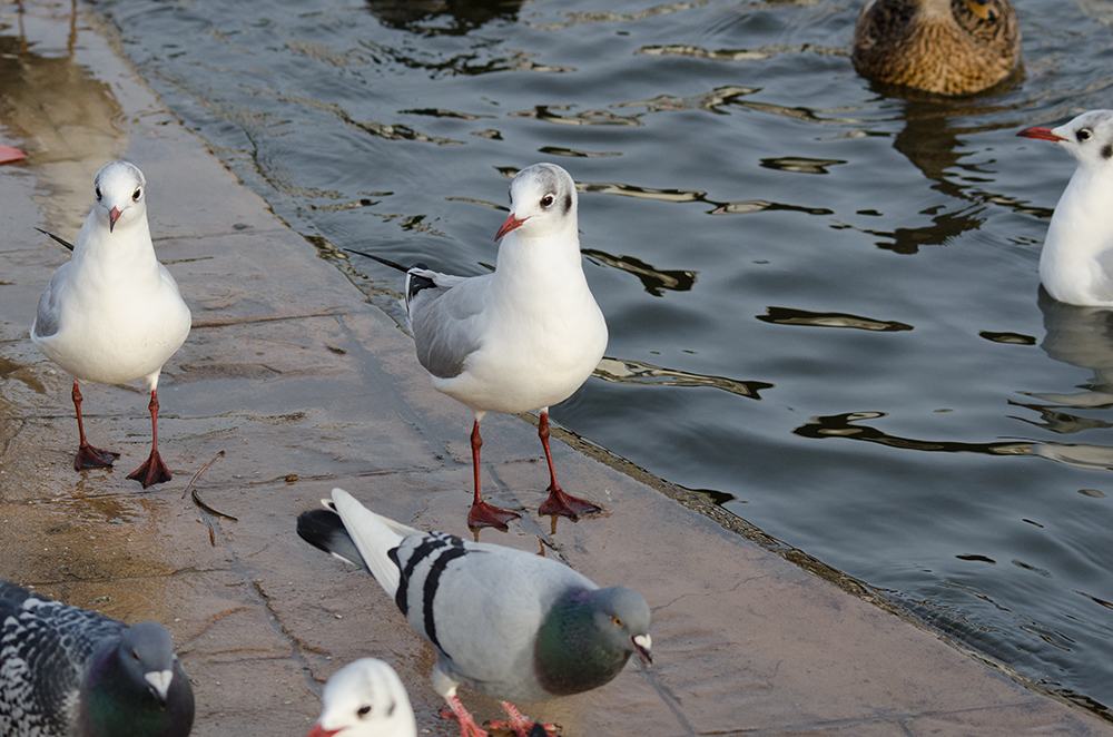 DSC_8168.jpg