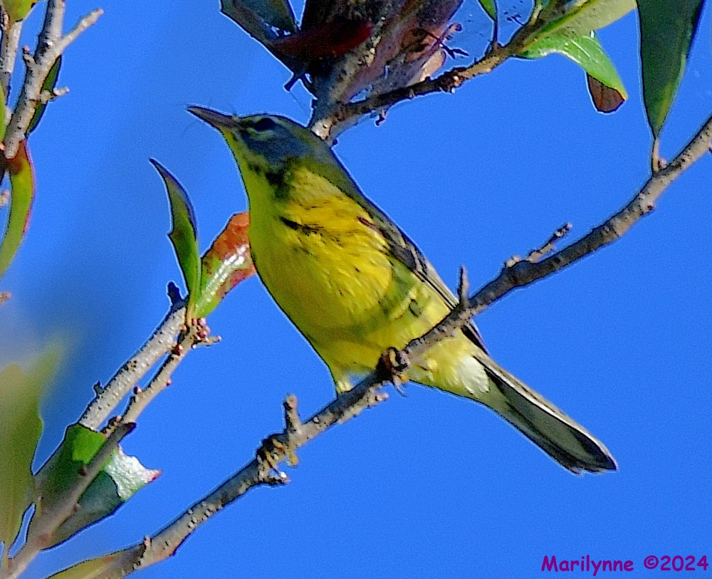 DSC_8168_001.JPG