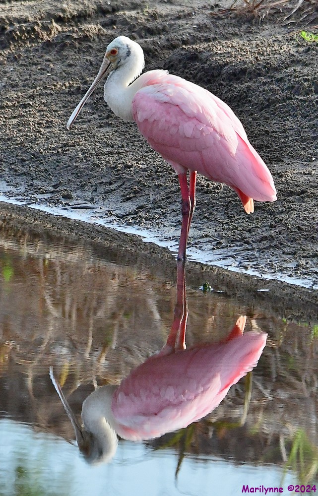DSC_8169_001.JPG