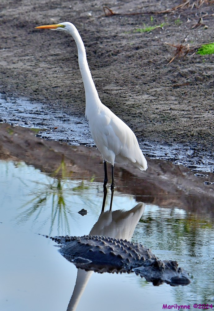 DSC_8171_001.JPG