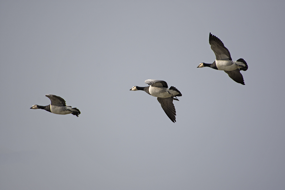 DSC_8172.jpg