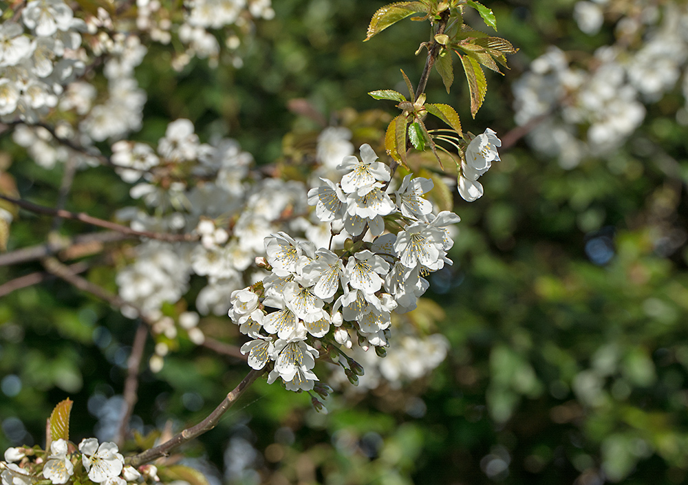 DSC_8173.jpg