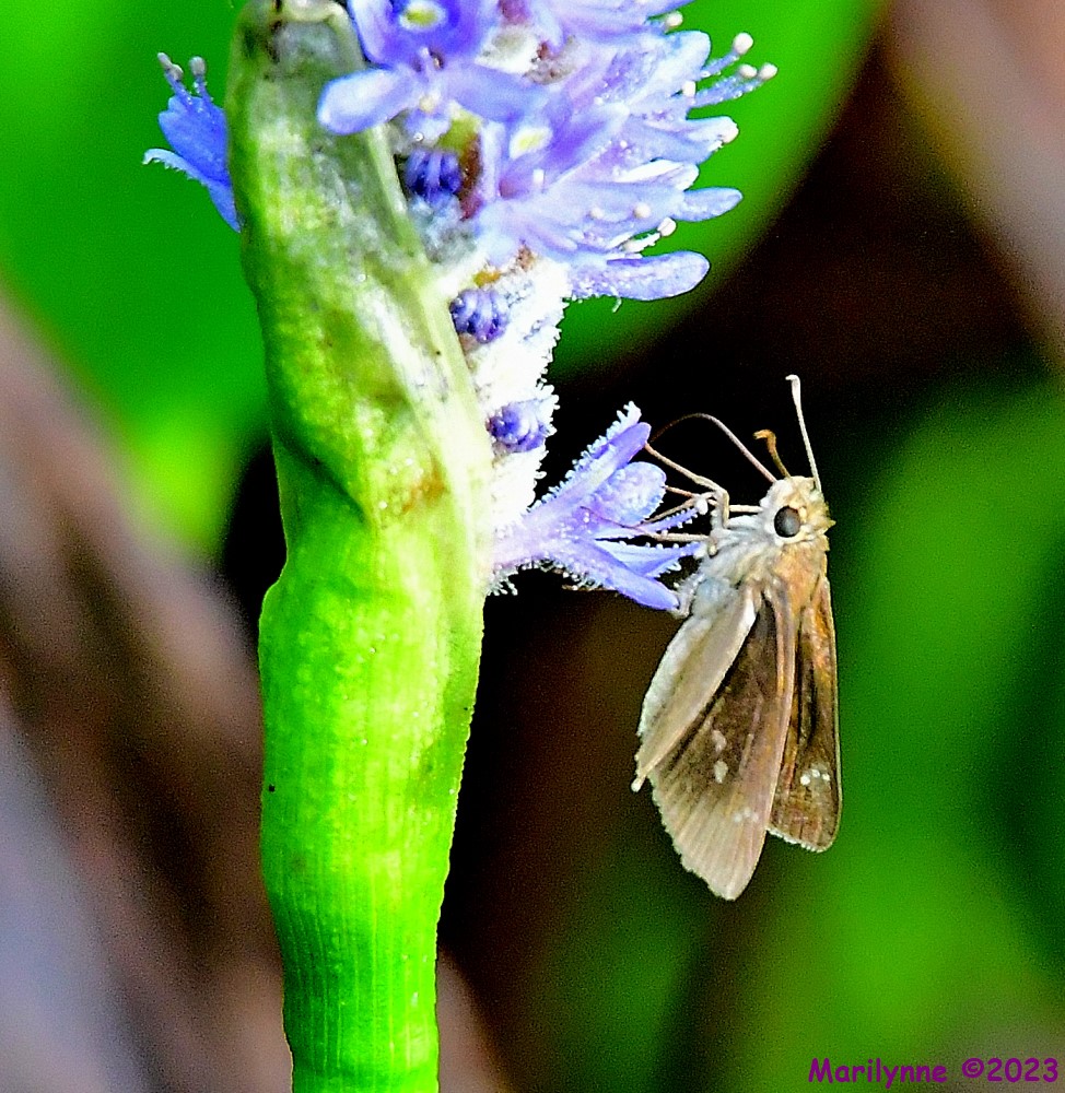 DSC_8175_001.JPG
