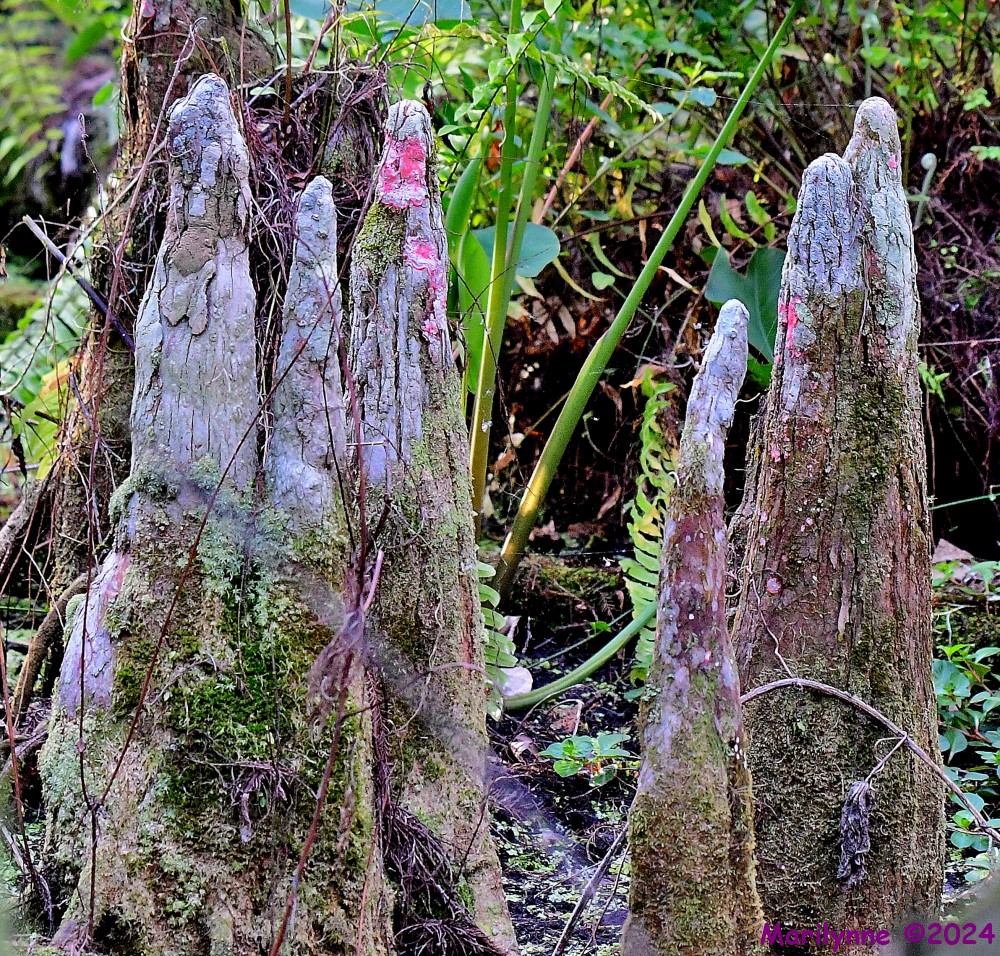 DSC_8175_001.JPG