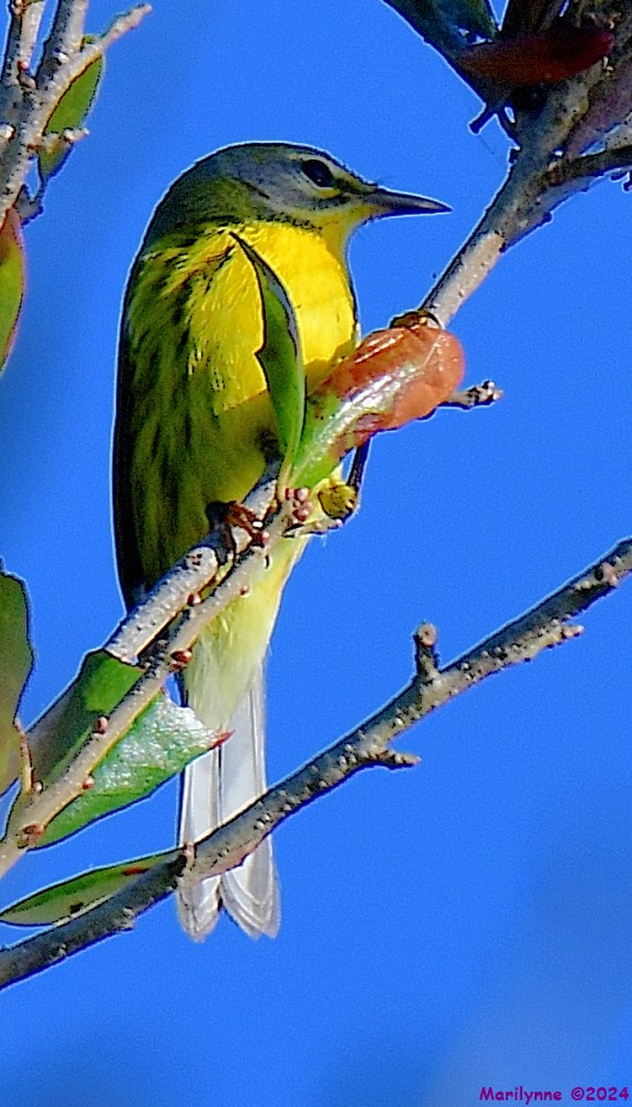 DSC_8175_001.JPG