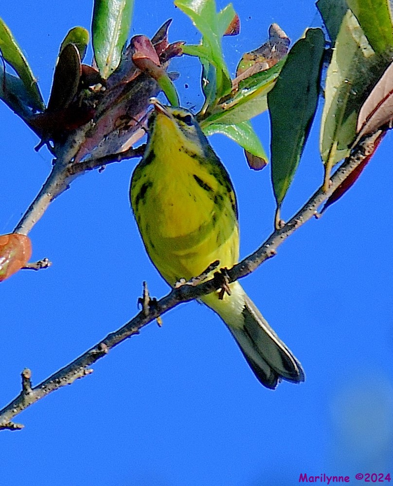DSC_8177_001.JPG