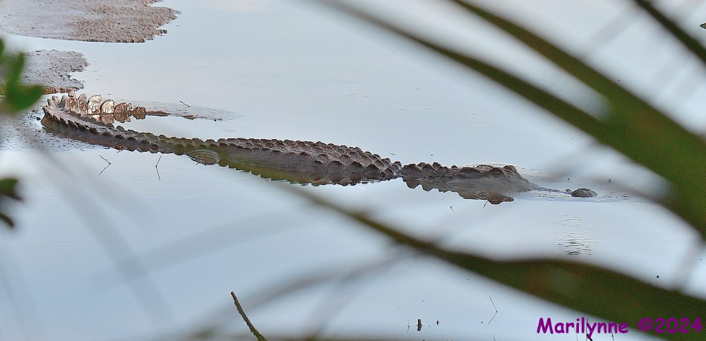 DSC_8179_001.JPG