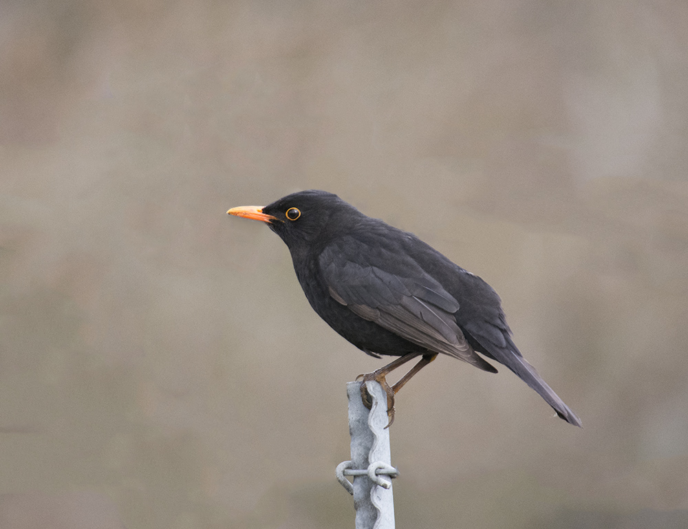 DSC_8181.jpg