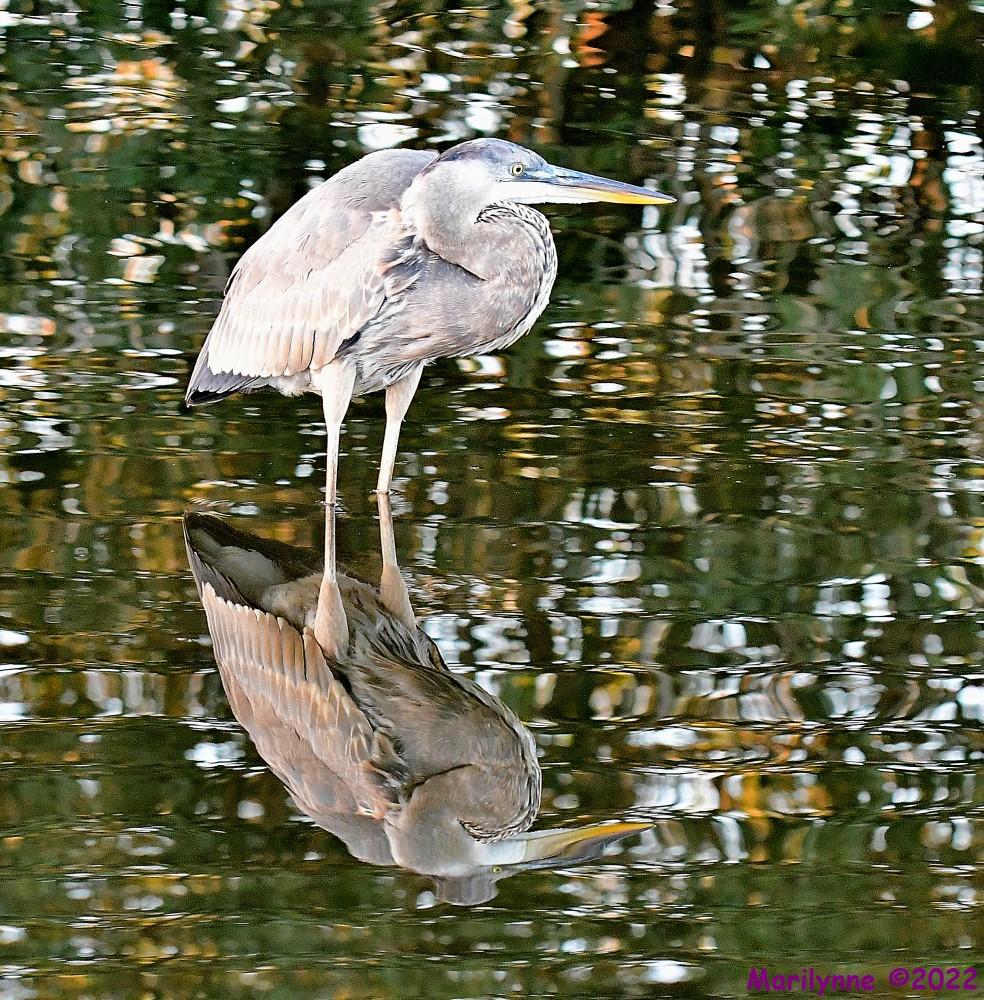 DSC_8181_001.JPG
