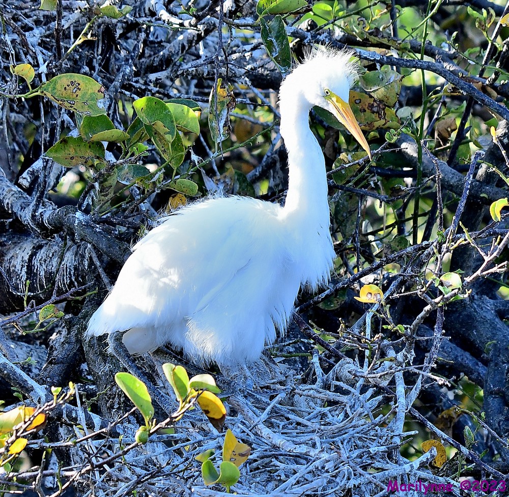 DSC_8182_001.JPG
