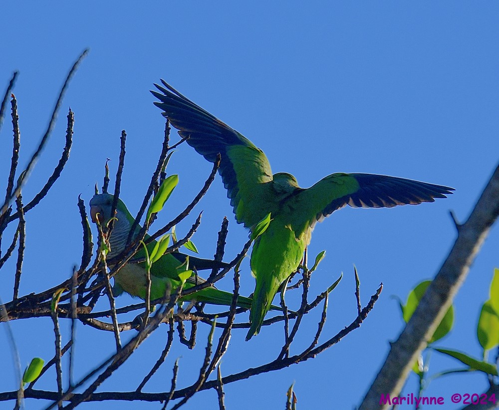 DSC_8182_001.JPG