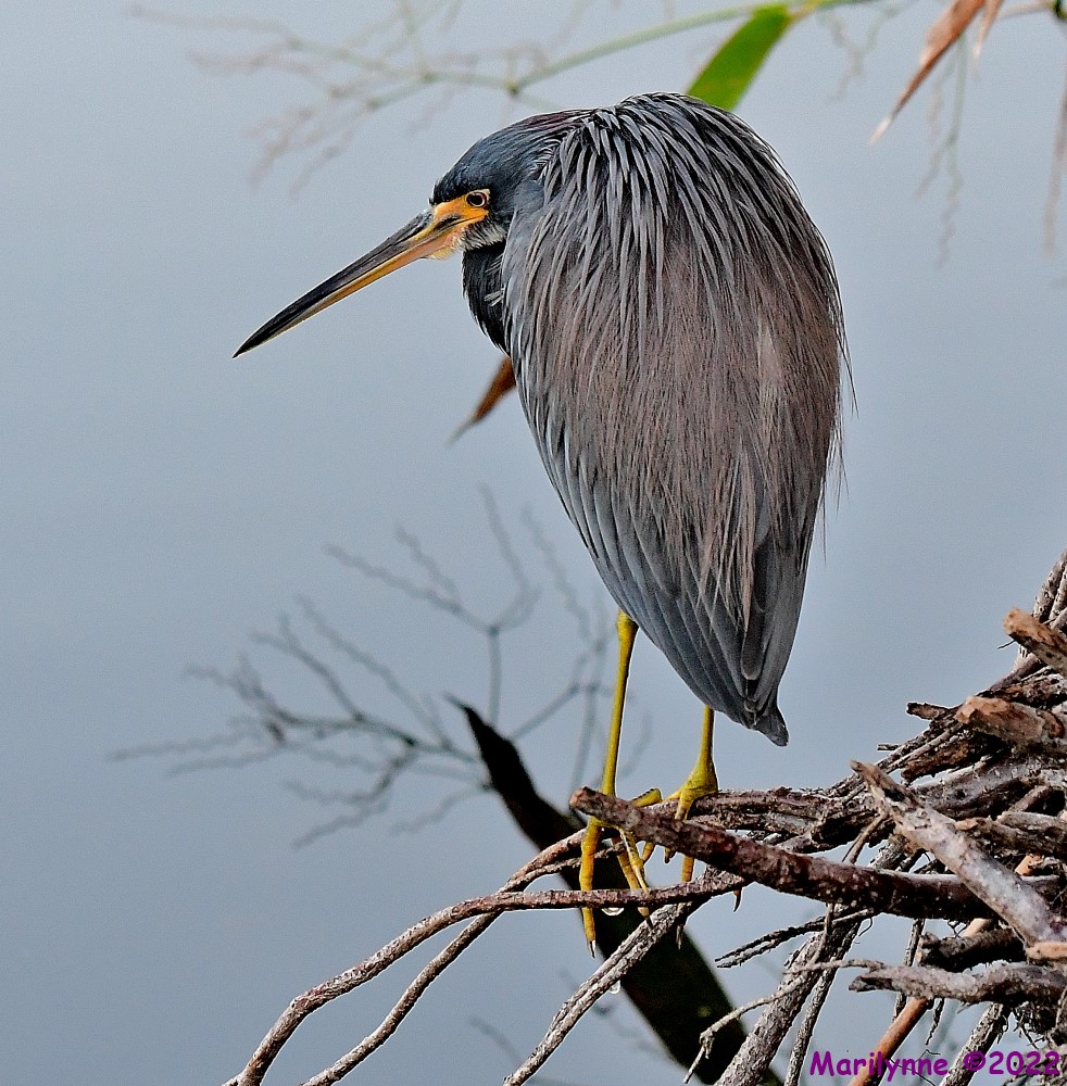 DSC_8183_001.JPG