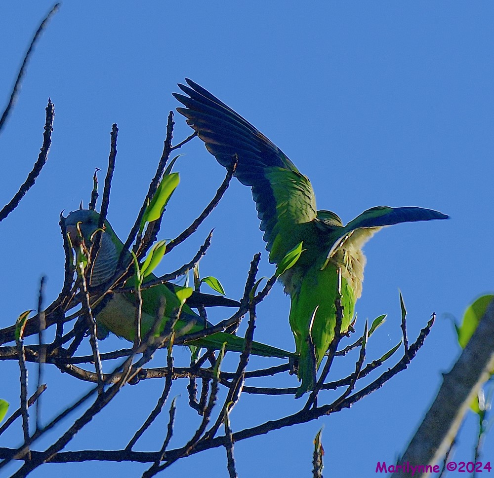 DSC_8183_001.JPG
