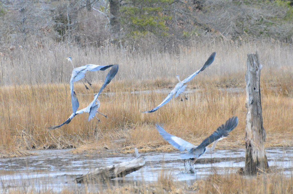 DSC_8184.jpg