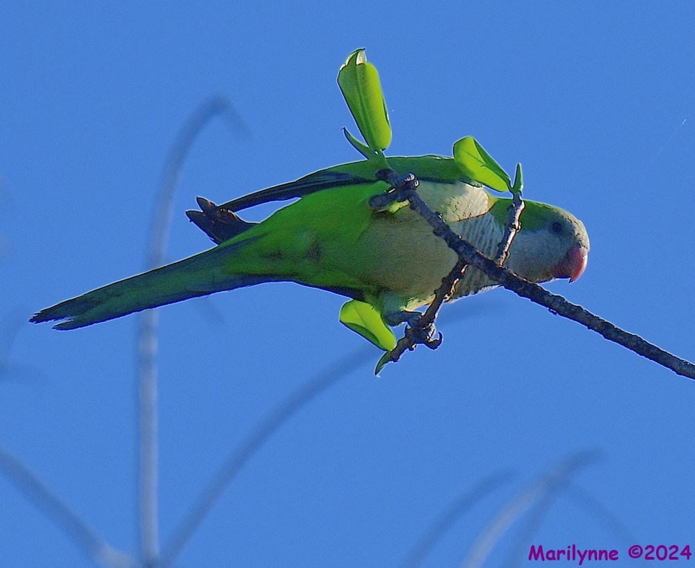 DSC_8184_001.JPG