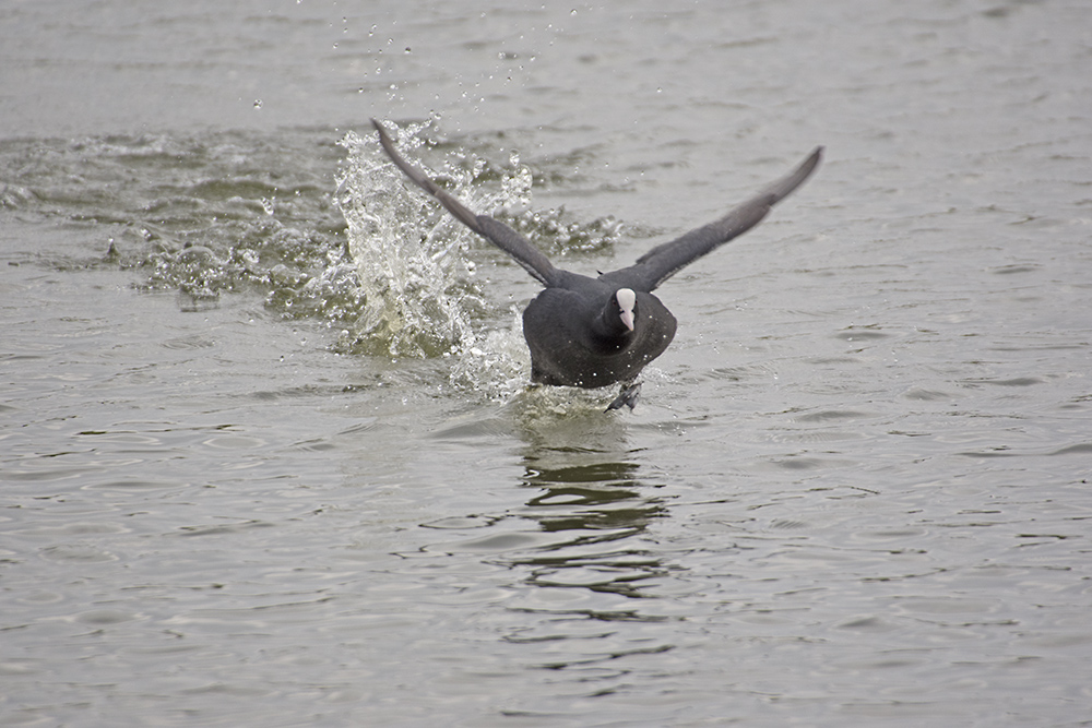 DSC_8185.jpg