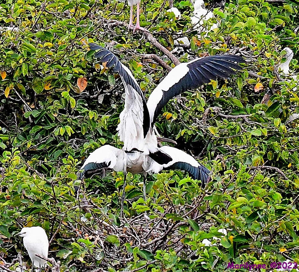DSC_8186_001.JPG