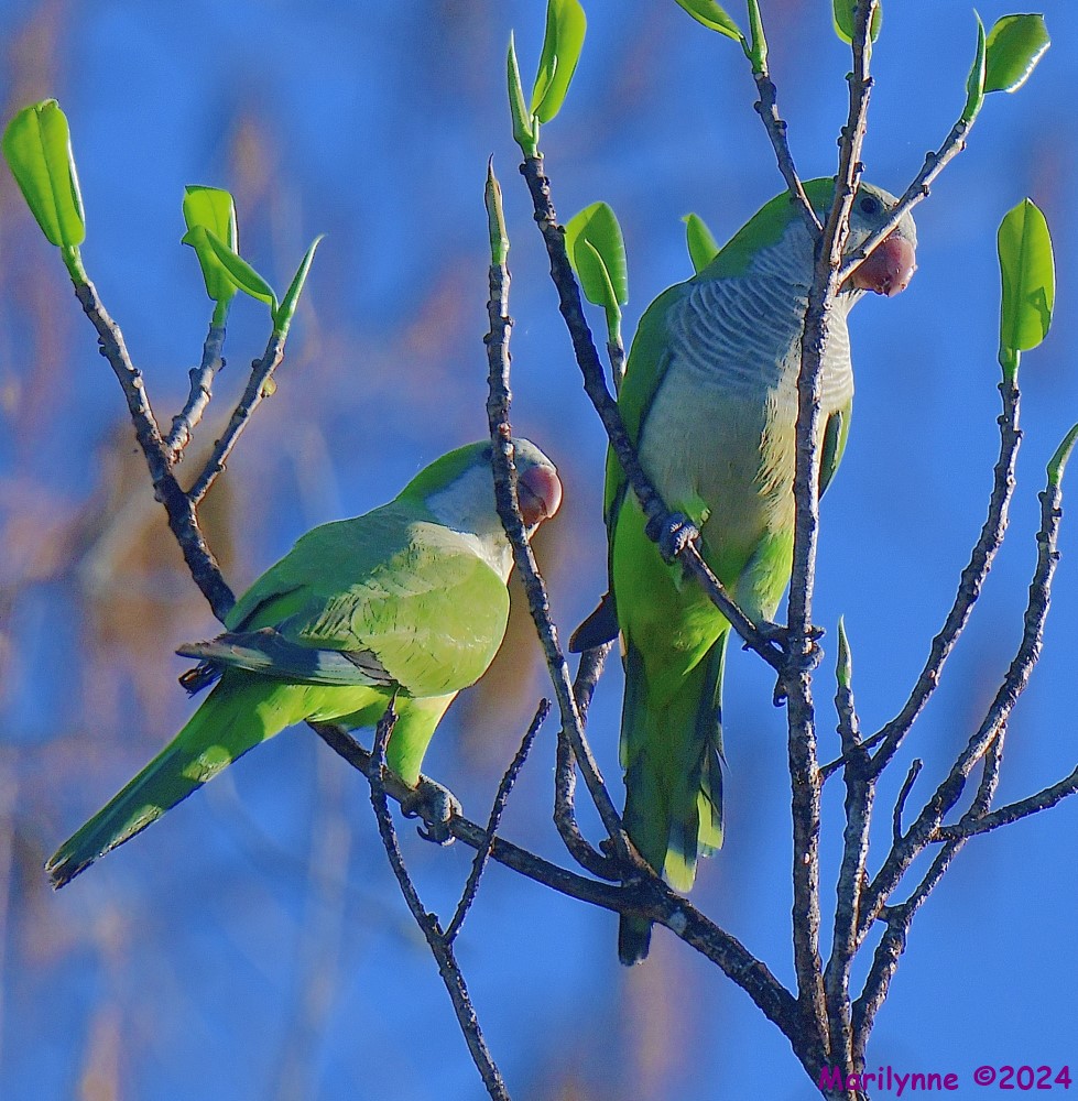 DSC_8186_001.JPG