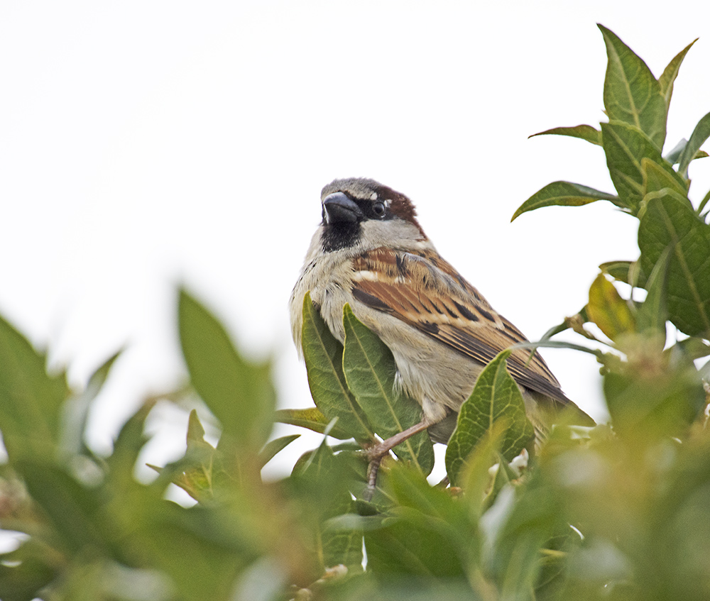 DSC_8190.jpg