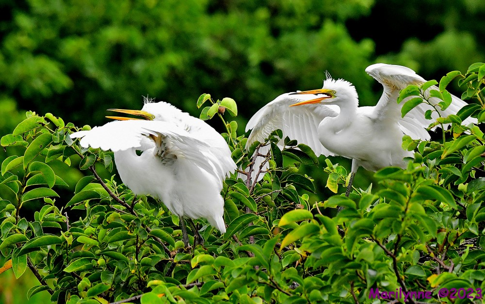 DSC_8196_001.JPG