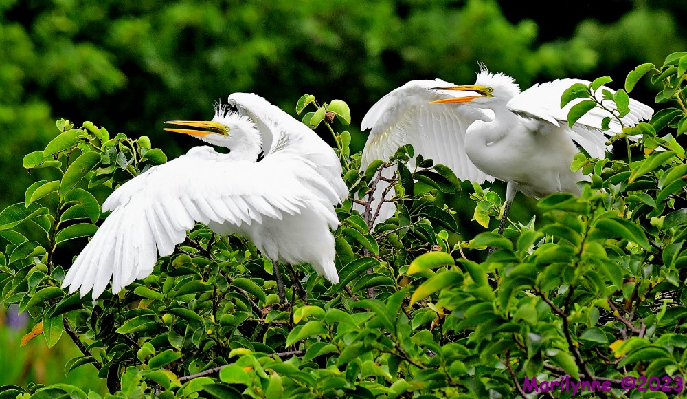 DSC_8197_001.JPG