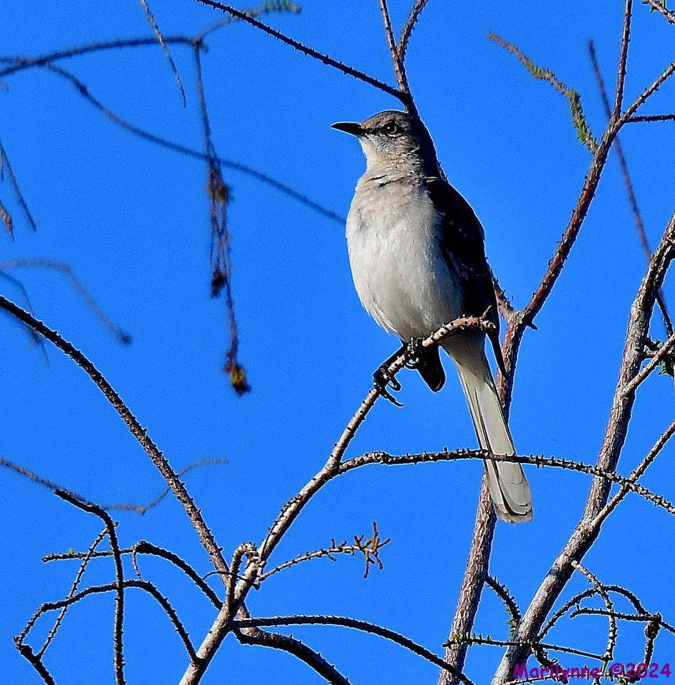 DSC_8197_001.JPG