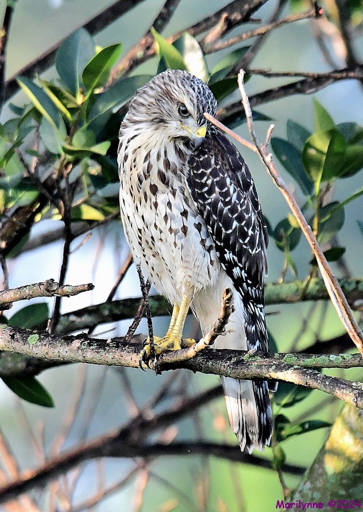 DSC_8200_001.JPG