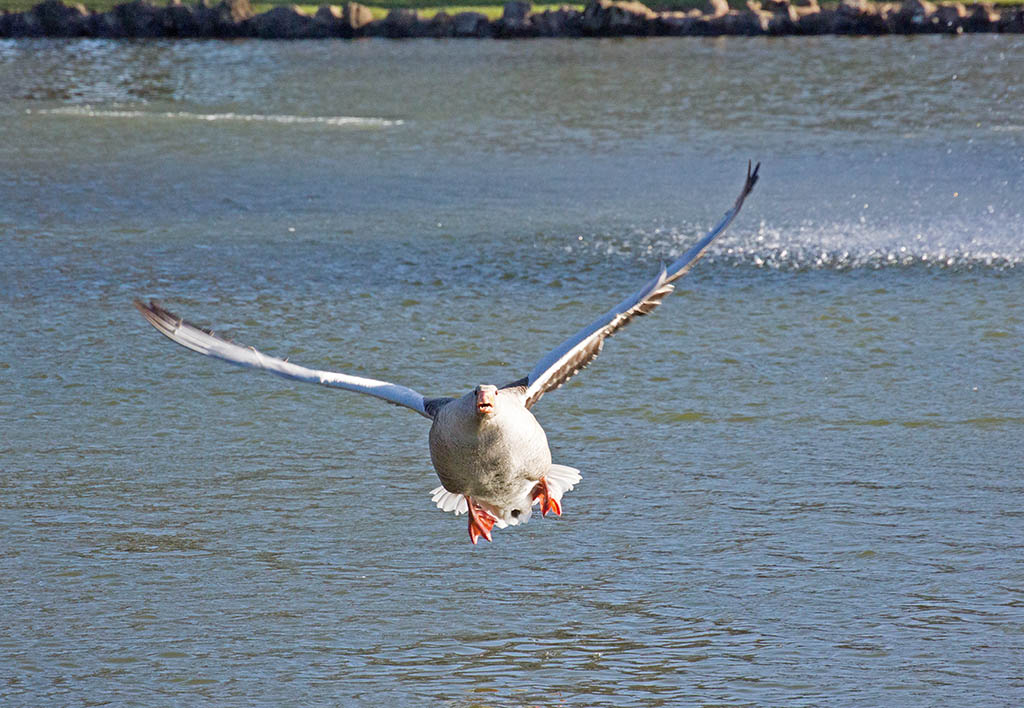 DSC_8202.jpg